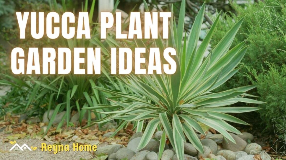 Yucca Plant Garden Ideas For Small Garden Inspiration
