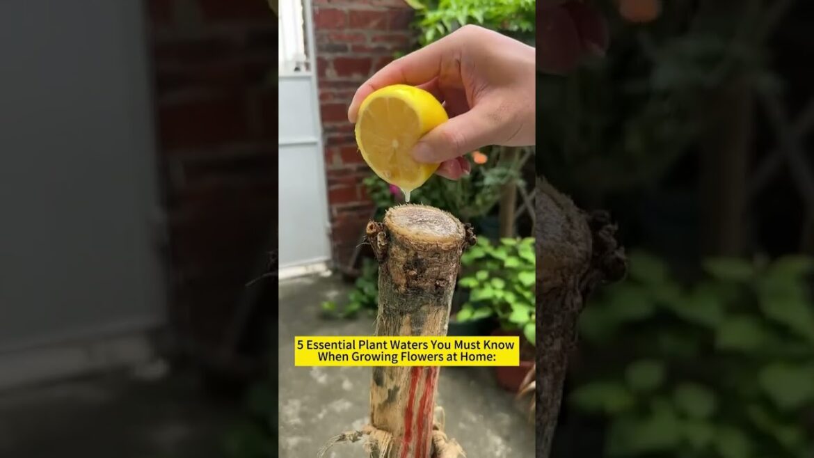 Tips for the family garden to avoid insect damage 100% Tips for the family garden to avoid insect damage 100%