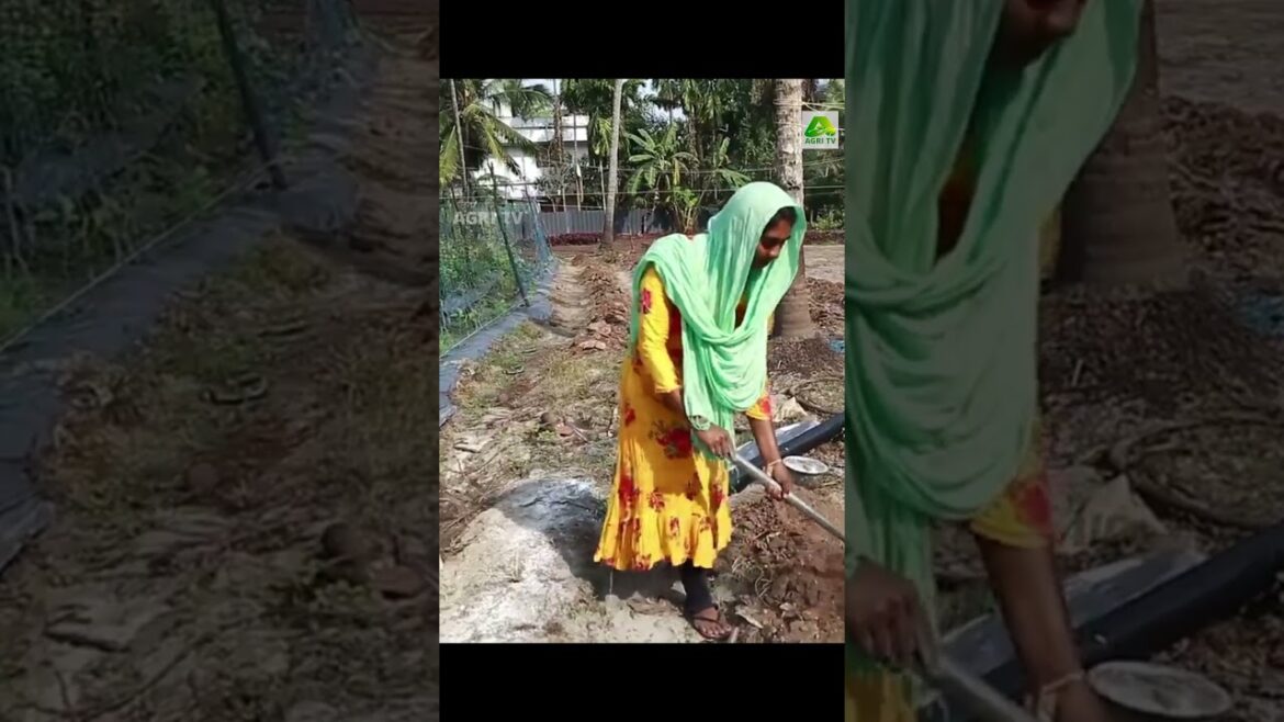 നല്ല അസൽ കൃഷിക്കാരി, ഇതാണ് ഇസ്മത്തിന്റെ കൃഷി ലോകം#farmingkerala #agriculturelife നല്ല അസൽ കൃഷിക്കാരി, ഇതാണ് ഇസ്മത്തിന്റെ കൃഷി ലോകം#farmingkerala #agriculturelife