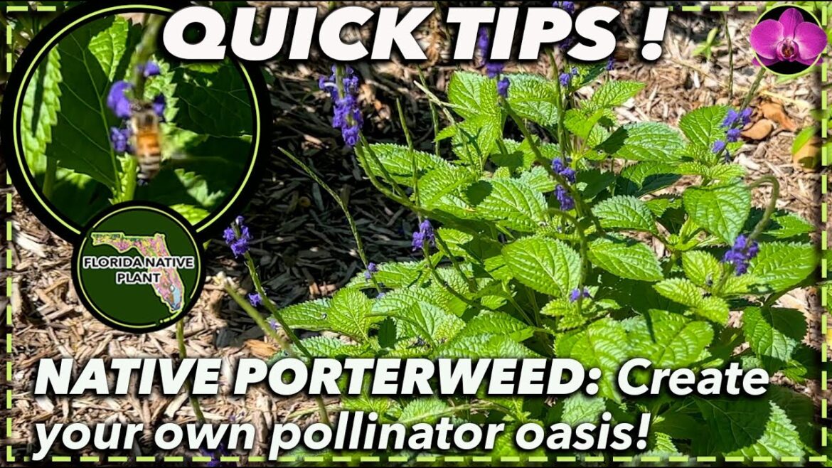 FLORIDA NATIVE PORTWERWEED: A grow guide for creating a gorgeous pollinator-friendly garden FLORIDA NATIVE PORTWERWEED: A grow guide for creating a gorgeous pollinator-friendly garden