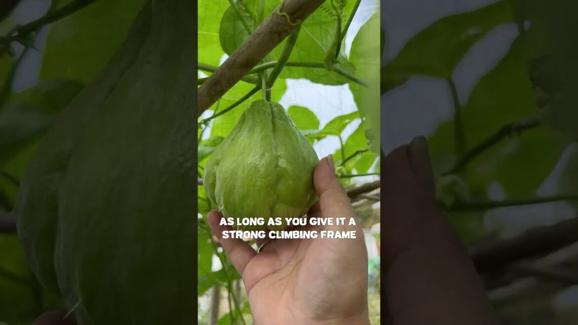 Choose this perennial to grow.. Chayote #shorts #chayote  #allotmentgardening