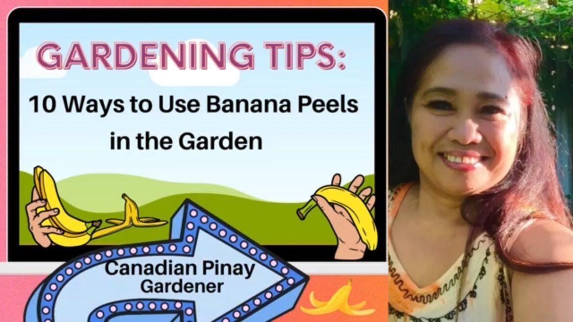 Gardening Tips: 10 Ways to Use Banana Peels in the Garden – Arlene Vasquez Gardening Tips: 10 Ways to Use Banana Peels in the Garden - Arlene Vasquez