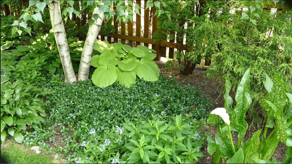 10 Perennial Groundcovers that are Attractive and Hardy! 10 Perennial Groundcovers that are Attractive and Hardy!