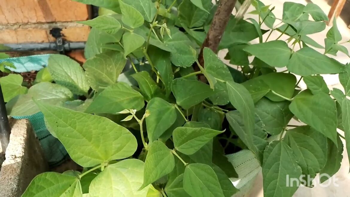 Morning Garden Moments | Container Garden