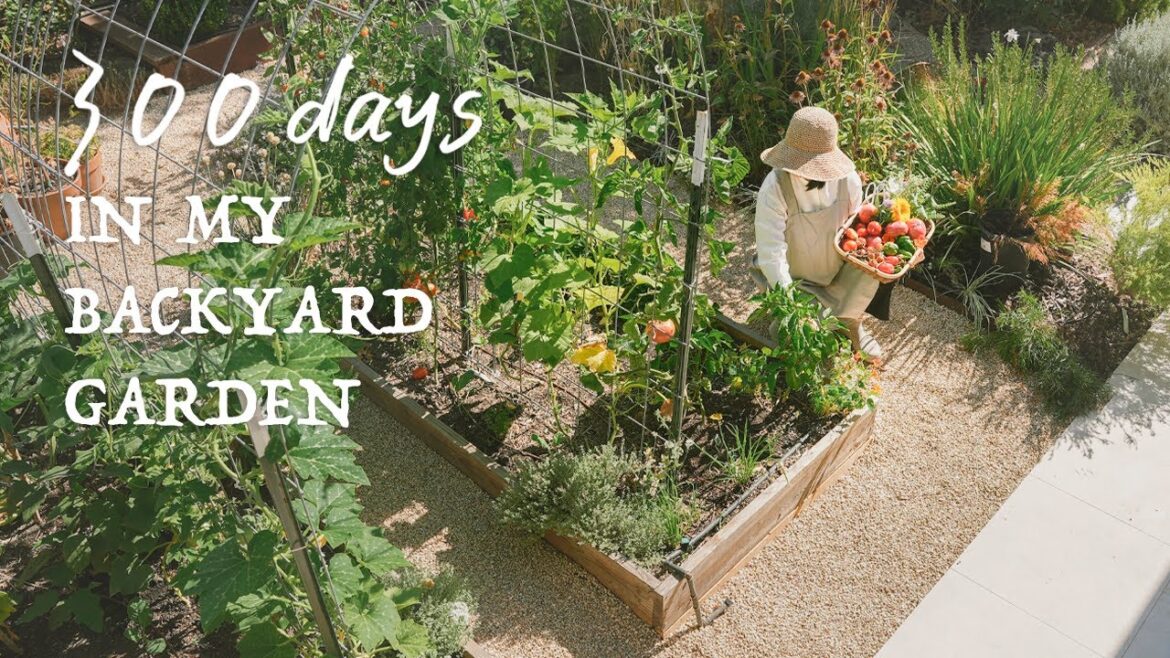 300 Days in my Backyard Garden & Vegetable Harvesting|Slow Suburb Life 300 Days in my Backyard Garden & Vegetable Harvesting|Slow Suburb Life