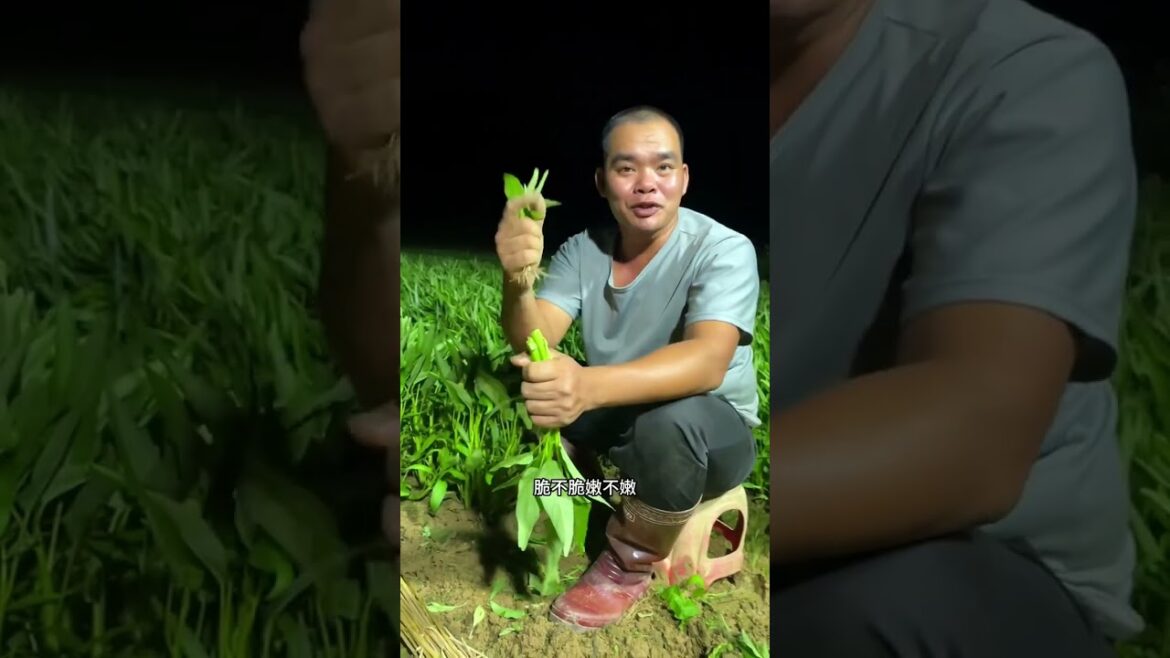 Simple tips growing garden at home by MeiMei  #short #vegetable