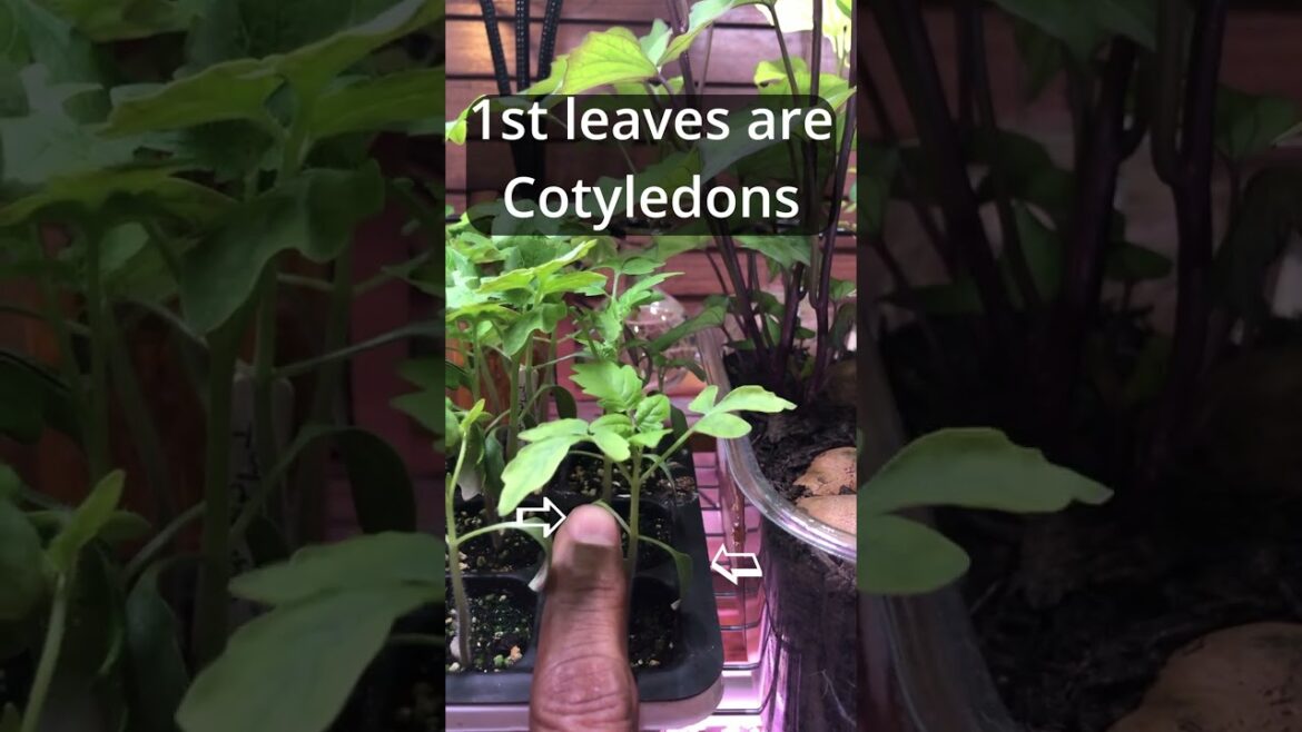 When To Transplant Seedlings #shorts #gardening #garden #seedlings When To Transplant Seedlings #shorts #gardening #garden #seedlings