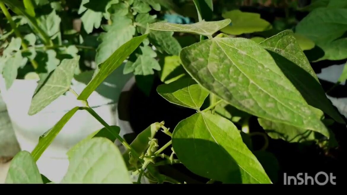 Container Garden Tips and Update