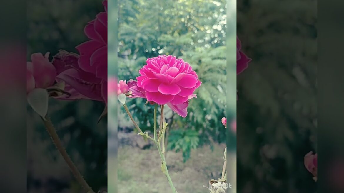 Noor’s Kitchen Garden #shortbeta #shorts #trending Noor's Kitchen Garden #shortbeta #shorts #trending