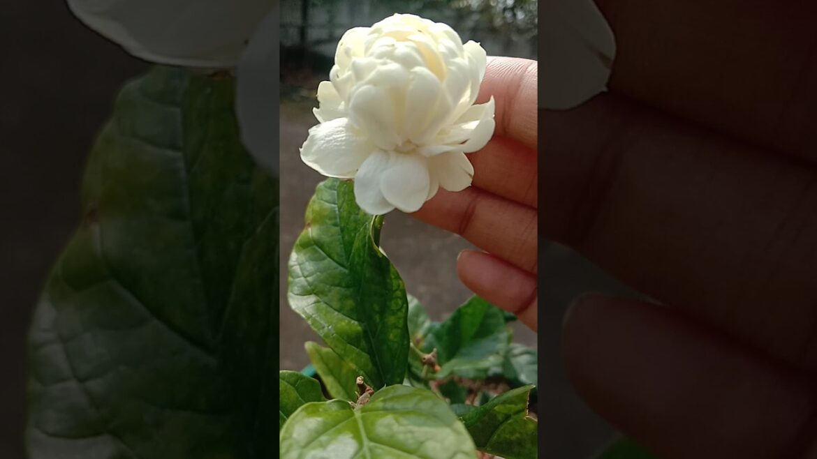 malle chettu ela penchali jasmine plant growing tips jasmine flower terrace garden mogra fertilizer