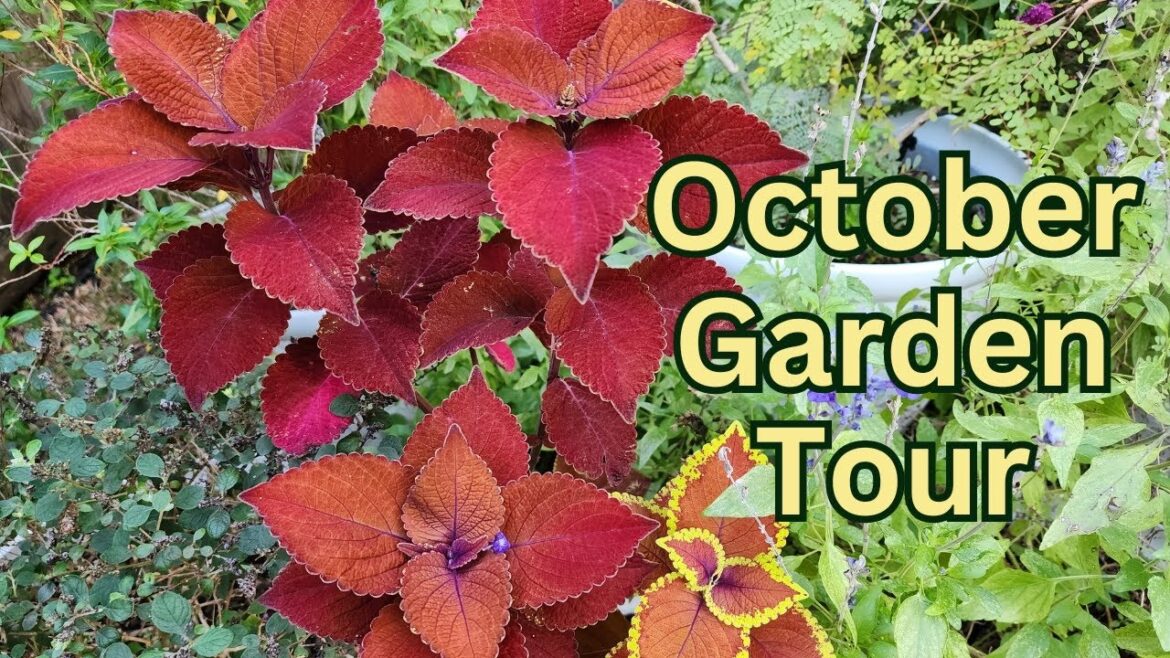 October 2023 Backyard Garden Tour | A Nice Fall!  | Zone 9a Texas Gulf Coast