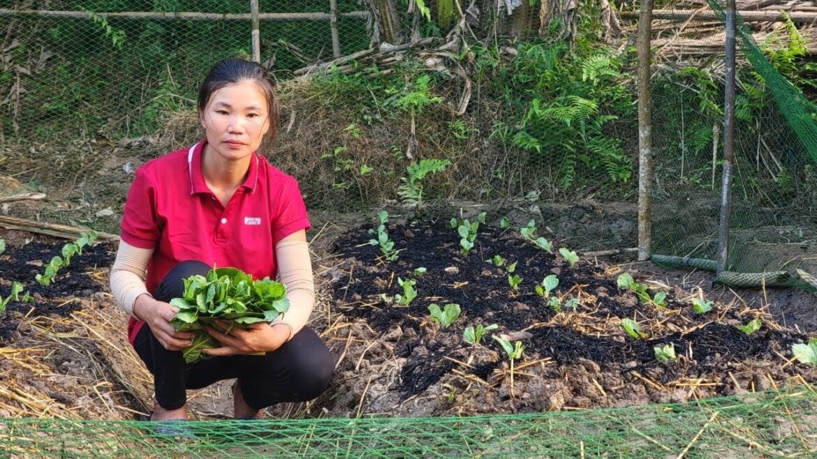 How to make a simple vegetable garden, Perfecting the wood stove, daily life_Ly Thi Thu