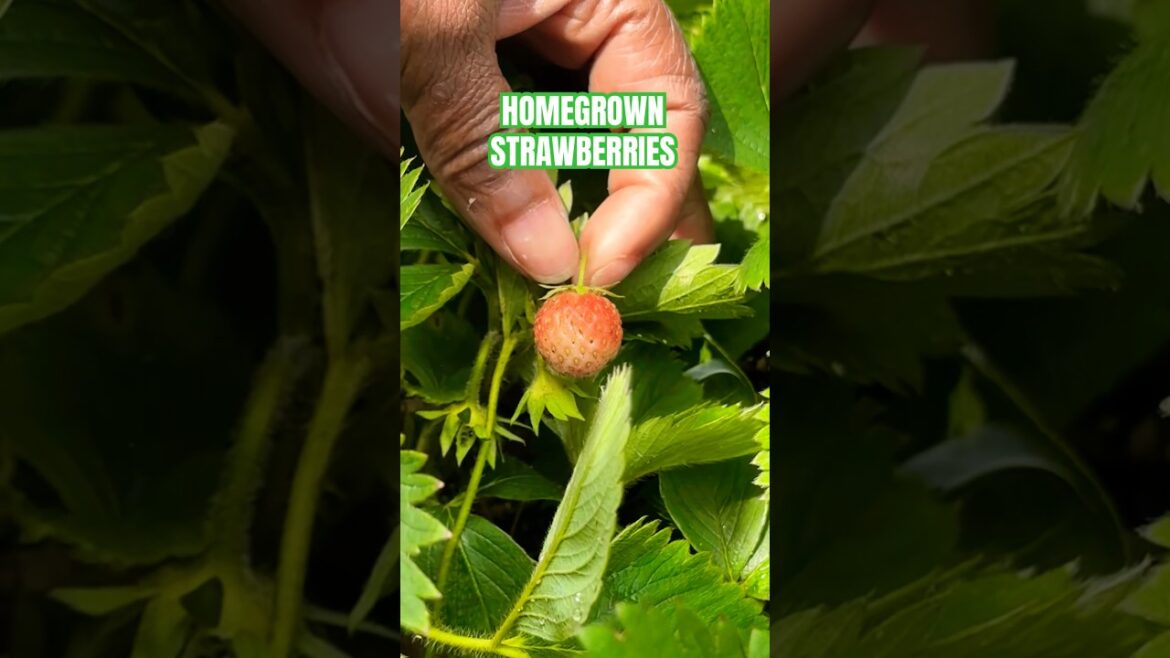 Backyard Garden TOMATOES & STRAWBERRIES in Pots! π
π #garden #shorts #highlights #trending Backyard Garden TOMATOES & STRAWBERRIES in Pots! π
π #garden #shorts #highlights #trending