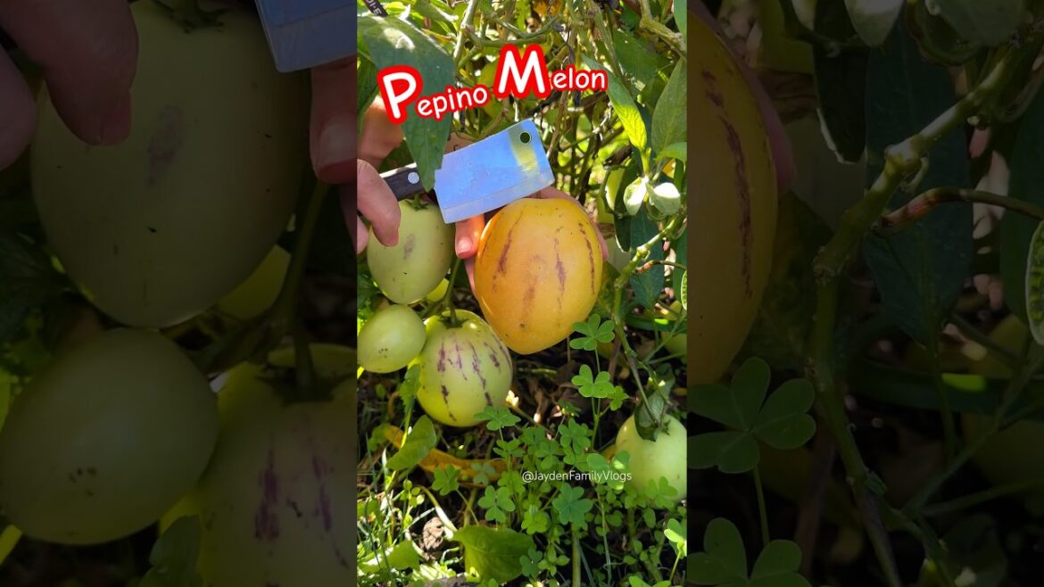 Fruit Cutting PEPINO Melon 🍈😱 #satisfying #shortsvideo #fruitcutting #shorts Fruit Cutting PEPINO Melon 🍈😱 #satisfying #shortsvideo #fruitcutting #shorts