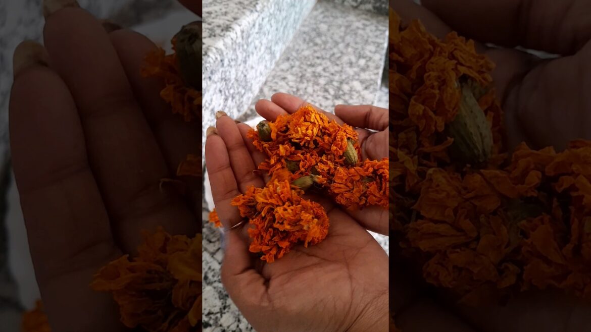 Seeds Are Petals Or Nodes ?🤔🤔🤔 #shorts #viral #trending #garden #plants