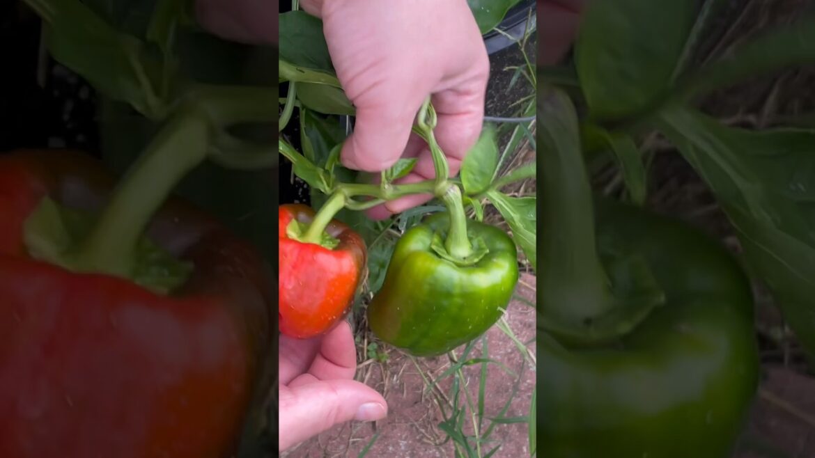 Harvesting Bell Peppers - Beautiful Backyard Garden Update #shorts