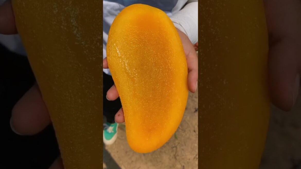 beautiful 😍 mangoes 🥭🥭 Chinese fruits/Asian fruits #mango #fruits #viral #shorts