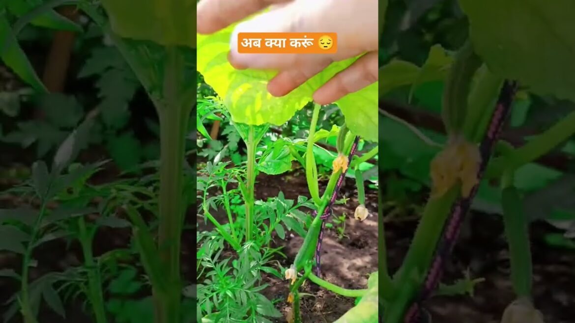 #organicterracegarden #organicgardening #gardening #organicfarming #cucumber #youtubeshorts