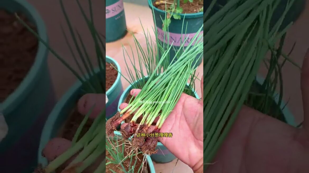 how to  gardening tips vlog at home/ happiness life #gardentips #short