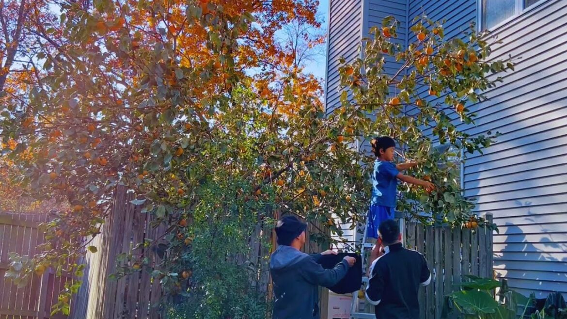 Picking persimmons in Fall season November 2023