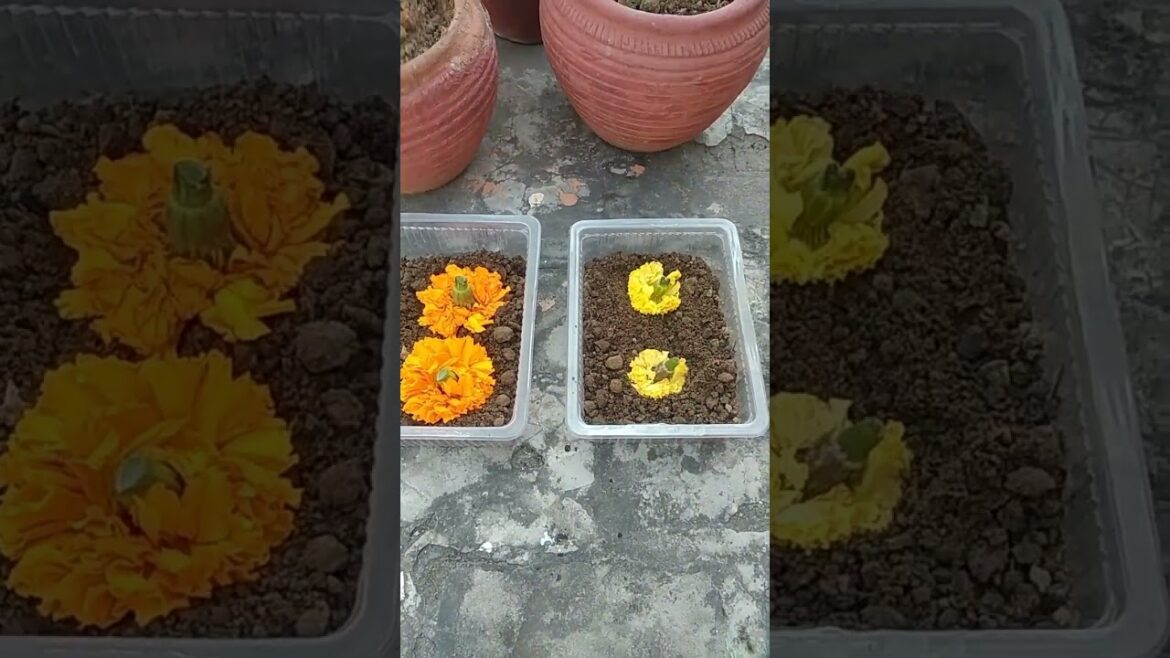 Trick to grow merigold plants π·π»#shorts #youtubeshorts Trick to grow merigold plants π·π»#shorts #youtubeshorts