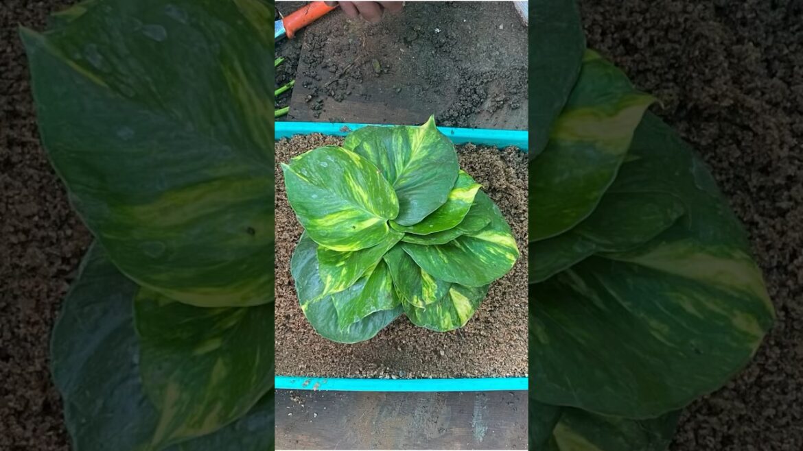 Money plant new new design#agriculture #garden