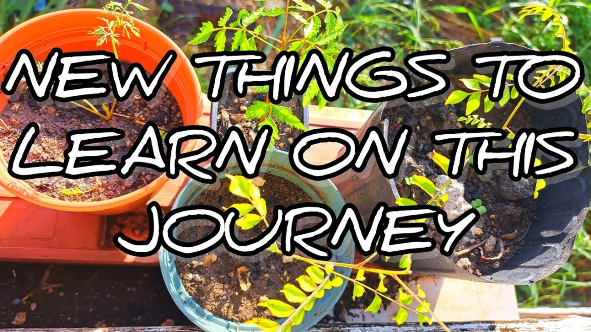New Things To Learn On This Journey | #gardeningthroughthewindow