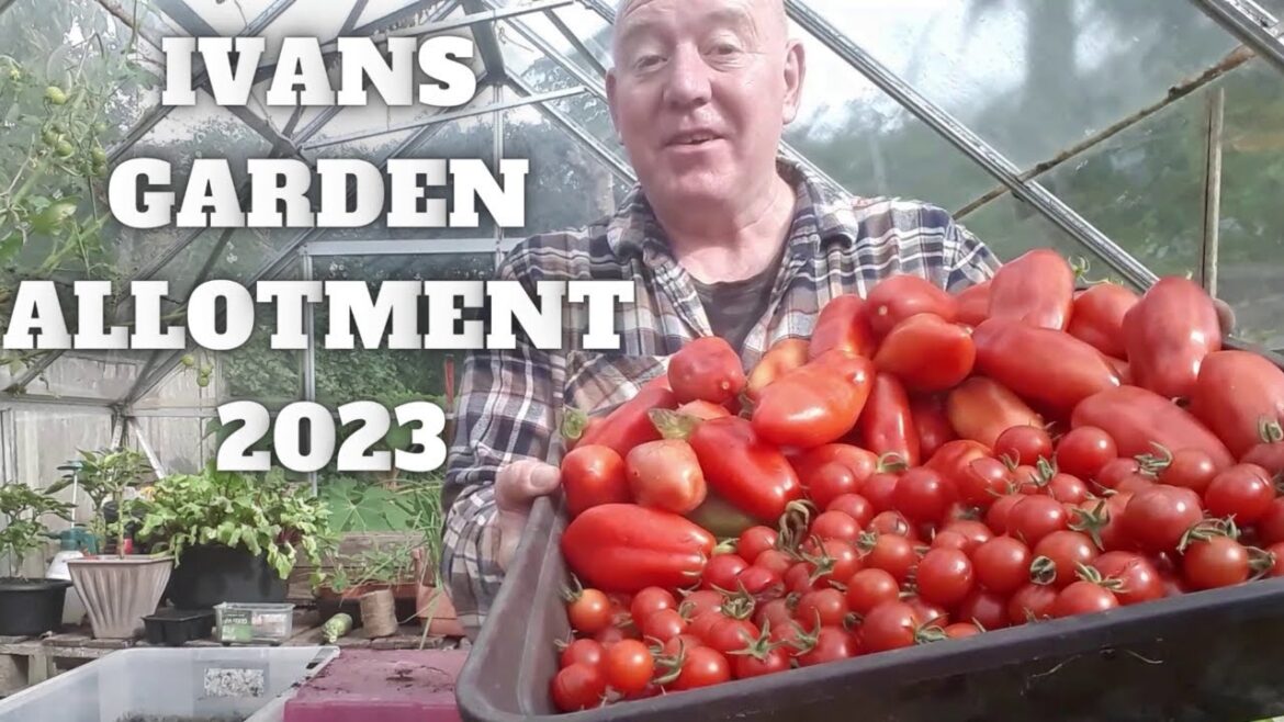 Ivans Gardening Allotment Harvests 2023 [Gardening Allotment UK] [Grow Vegetables At Home ]