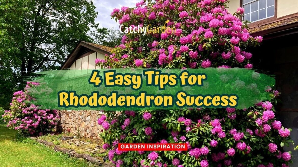 4 Easy Tips for Rhododendron Success 🌺🌿🌸 // Gardening Tips