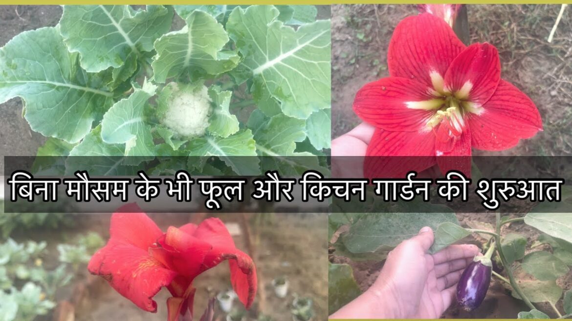 Kitchen garden overview ||#gardening  #youtube