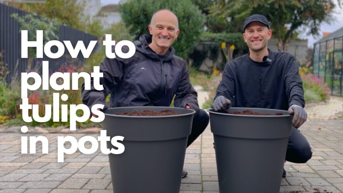 Planting 2 LARGE Containers with Tulips🌷🪴  Perennial Garden