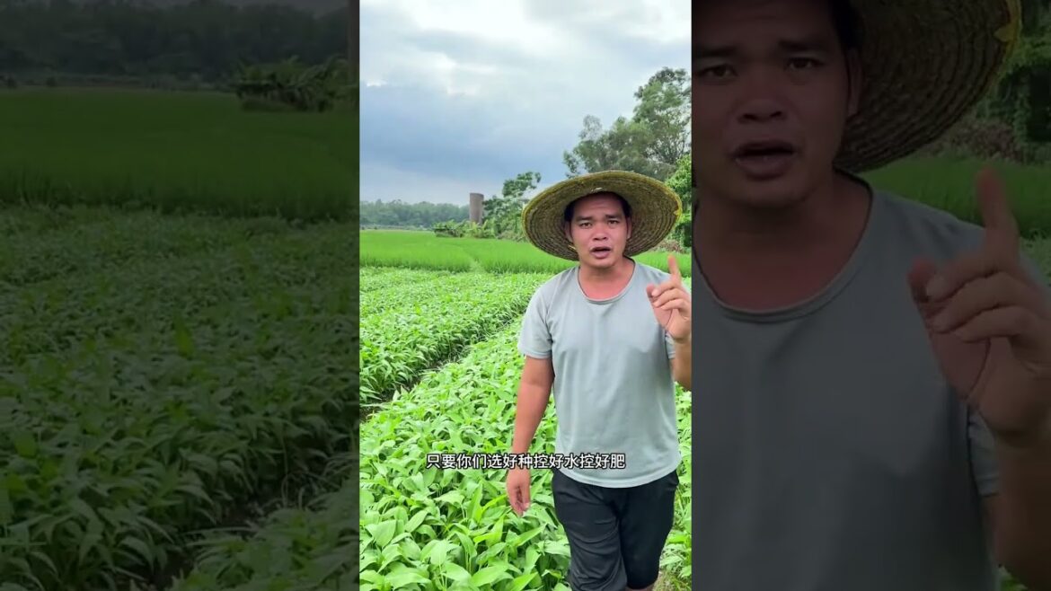 Simple tips growing garden at home by MeiMei #short #vegetable Simple tips growing garden at home by MeiMei #short #vegetable