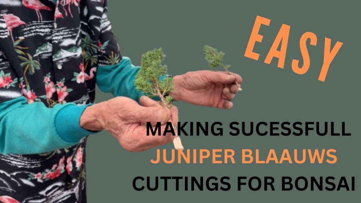How to make successful Juniper Blaauw Cuttings