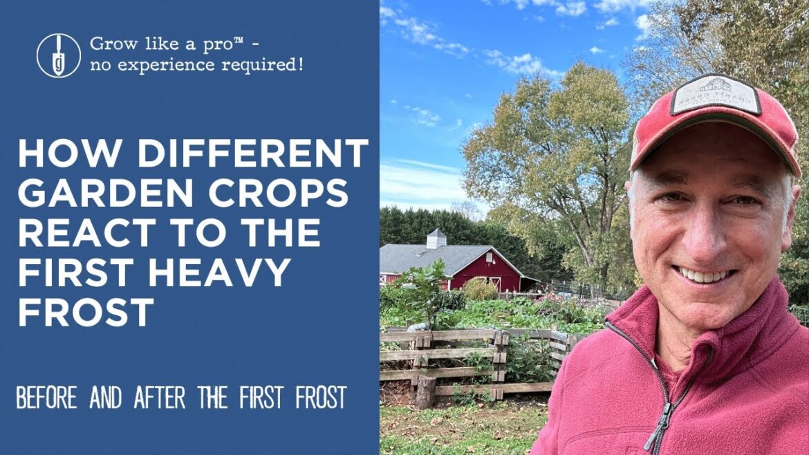 Before and After the First Heavy Frost | How Different Crops React