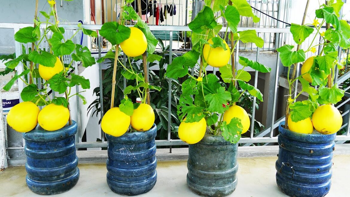 Turn Plastic Containers Into A Garden Growing Fresh And High Yield Melons