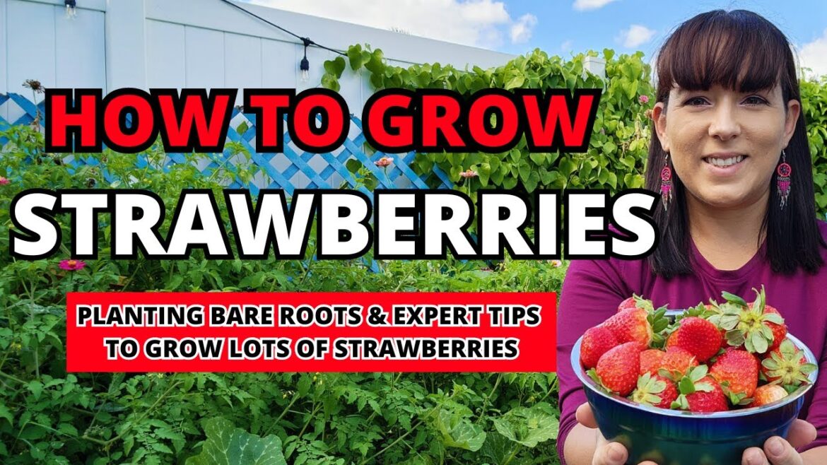 Strawberries 101: How To Plant & Grow Lots Of Strawberries From Bare Roots #garden #gardeningtips Strawberries 101: How To Plant & Grow Lots Of Strawberries From Bare Roots #garden #gardeningtips