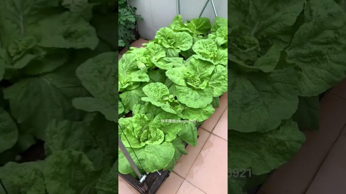 how to gardening tips vlog at home/ happiness life #gardentips #short how to gardening tips vlog at home/ happiness life #gardentips #short