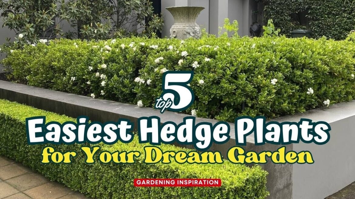 The 5 Easiest Hedge Plants for Your Dream Garden 🌿🌸🌳