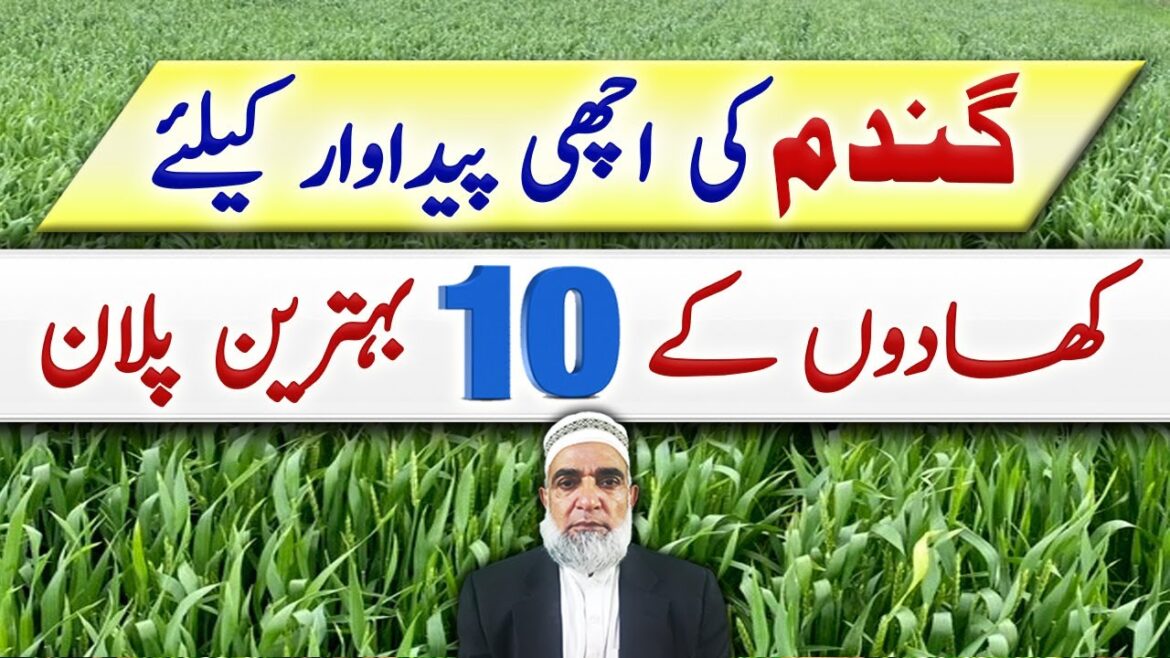 10 Fertilizer plans for wheat crop 2023-24 || Crop Reformer