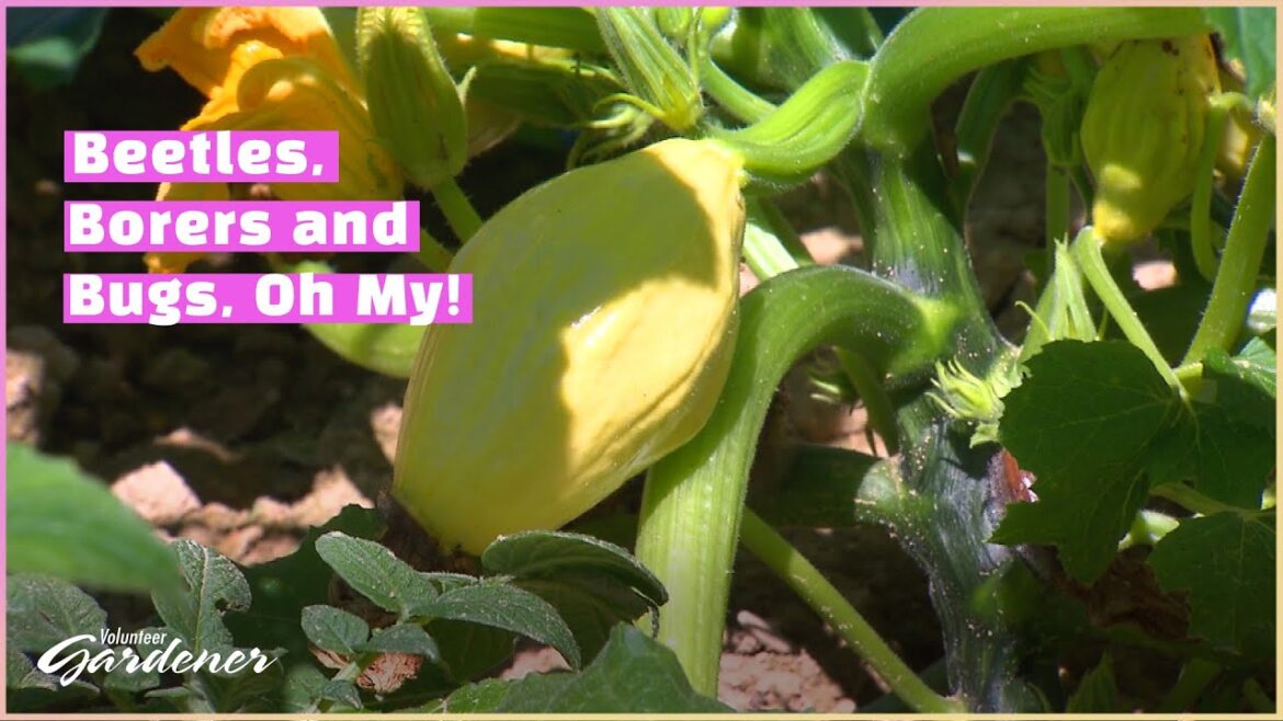 Squash Woes | Volunteer Gardener Squash Woes | Volunteer Gardener