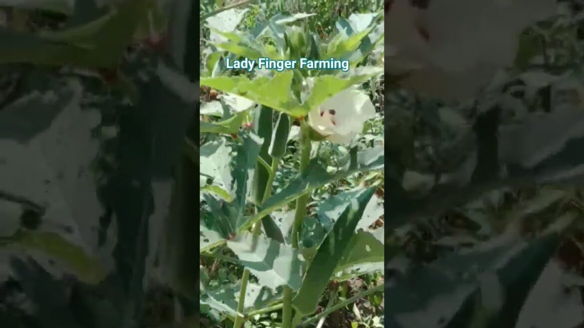 Ladyfinger Farming/ladyfinger flowers and seeds/fresh ladyfinger/bhindi ki kasht#organicfood/organic