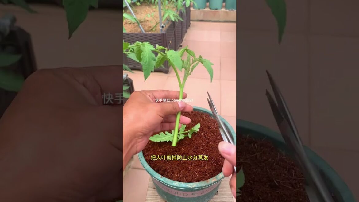 how to  gardening tips vlog at home/ happiness life #gardentips #short