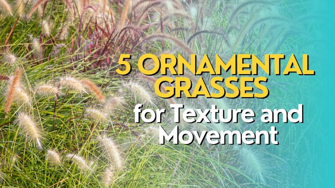 Top 5 Ornamental Grasses for Texture and Movement Top 5 Ornamental Grasses for Texture and Movement