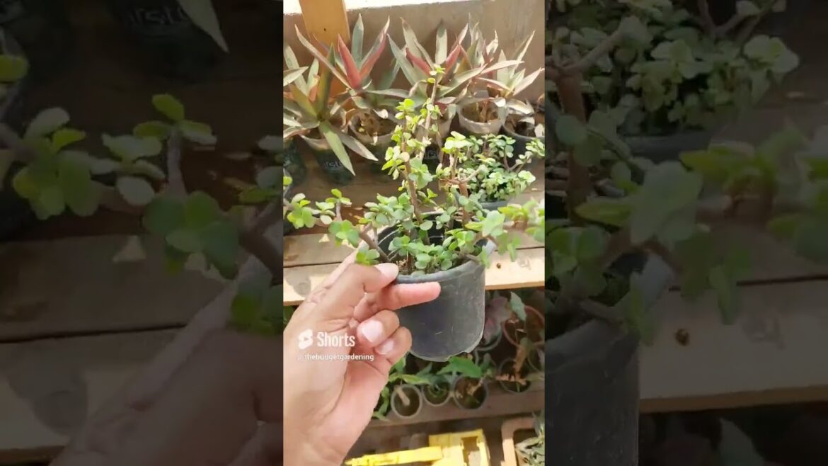 #jadeplantcare and #multiplication 👌 #homeplants #gardening #containergardening #viral #aloe #garden #jadeplantcare and #multiplication 👌 #homeplants #gardening #containergardening #viral #aloe #garden