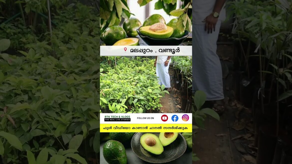 വീട്ടുമുറ്റത്തു റംബുട്ടാൻ കൃഷി ചെയ്യാം Rambutan fruit farming #keralafarming #RambutanPlant വീട്ടുമുറ്റത്തു റംബുട്ടാൻ കൃഷി ചെയ്യാം Rambutan fruit farming #keralafarming #RambutanPlant