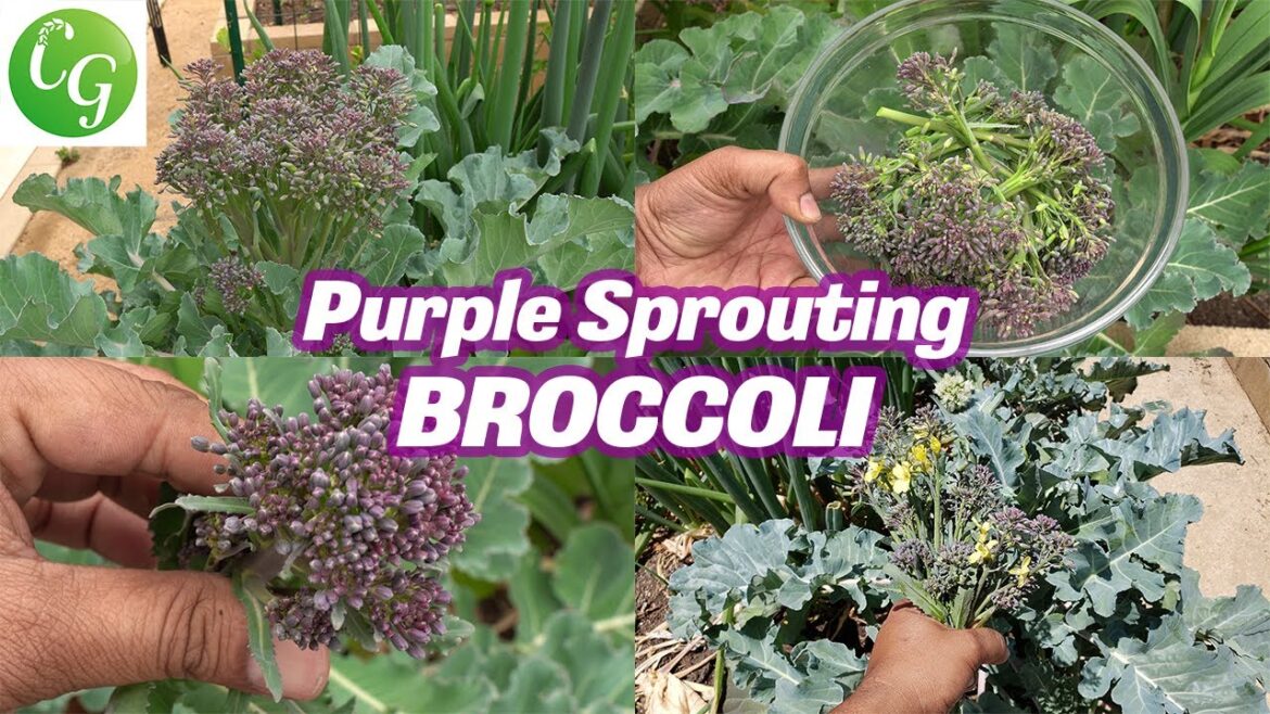 California Gardening: Growing Purple Sprouting Broccoli: A Beginner’s Guide to Garden Success Growing Purple Sprouting Broccoli: A Beginner's Guide to Garden Success