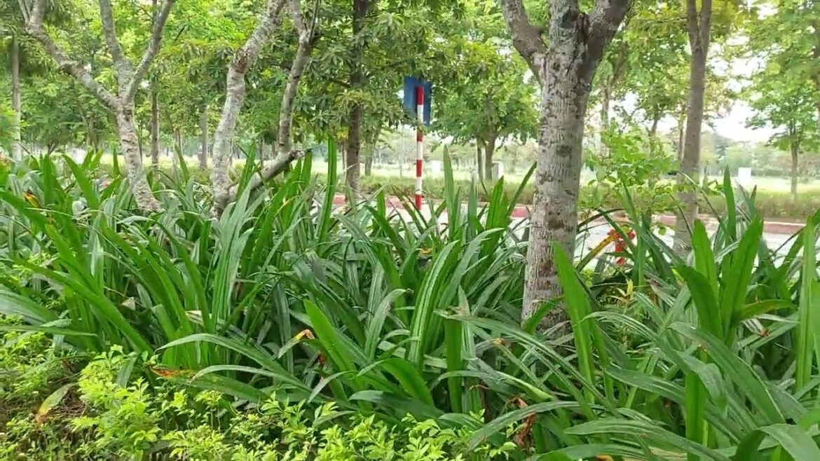 Shade Gardening: Thriving Greenery in Low-Light Areas