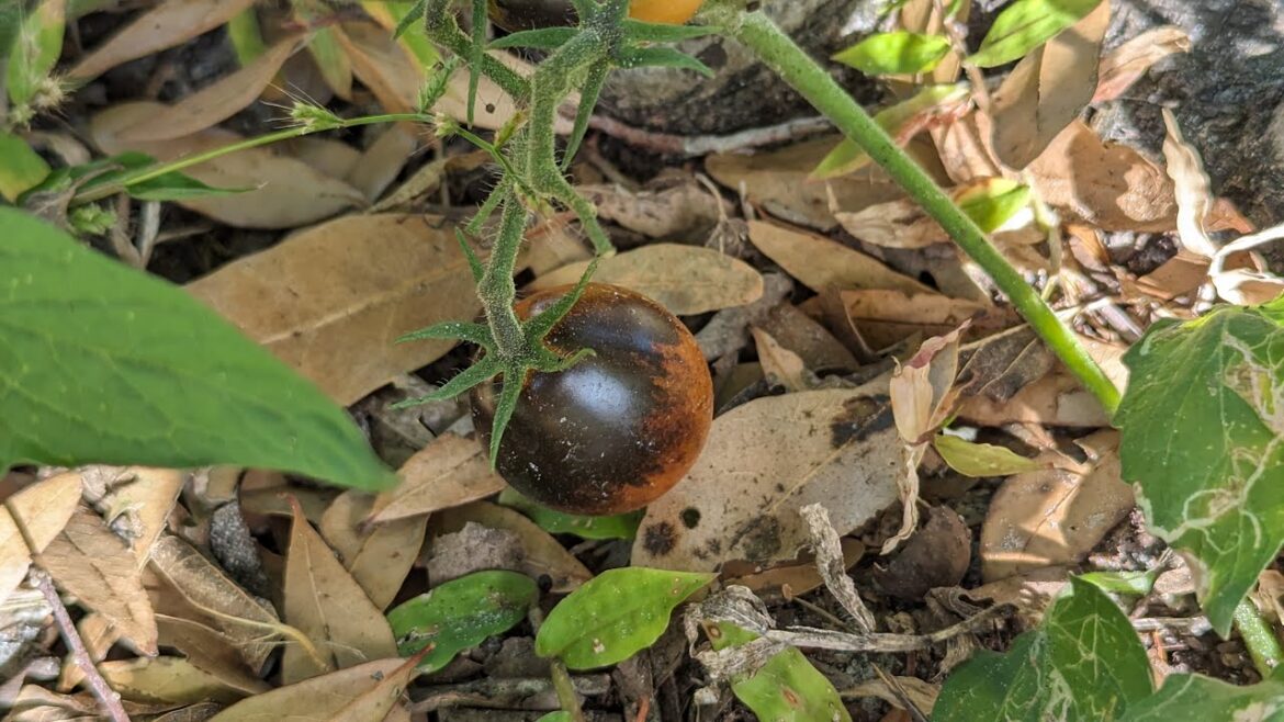 How potting mix affects plant growth. Tomatoes plants as an example (black cherry tomatoes)