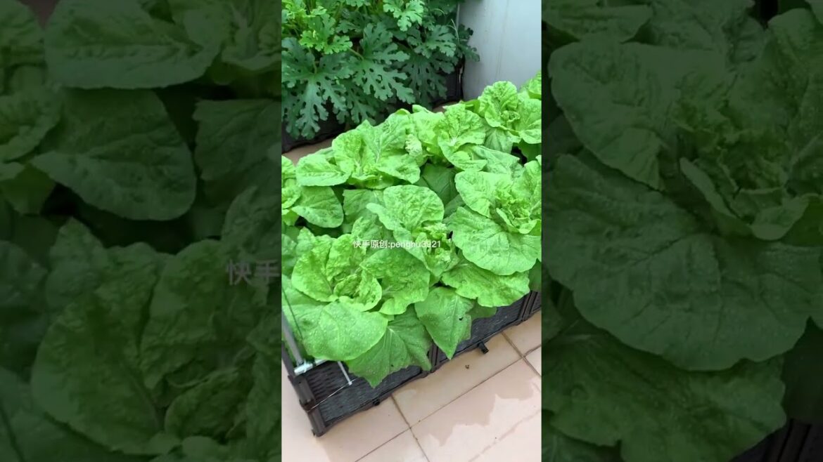 how to gardening tips vlog at home/ happiness life #gardentips #short how to gardening tips vlog at home/ happiness life #gardentips #short