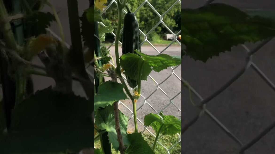 Home Grown Cucumbers plants in my backyard#garden#backyard#grown#cucumber#plants#shorts |Good life.
